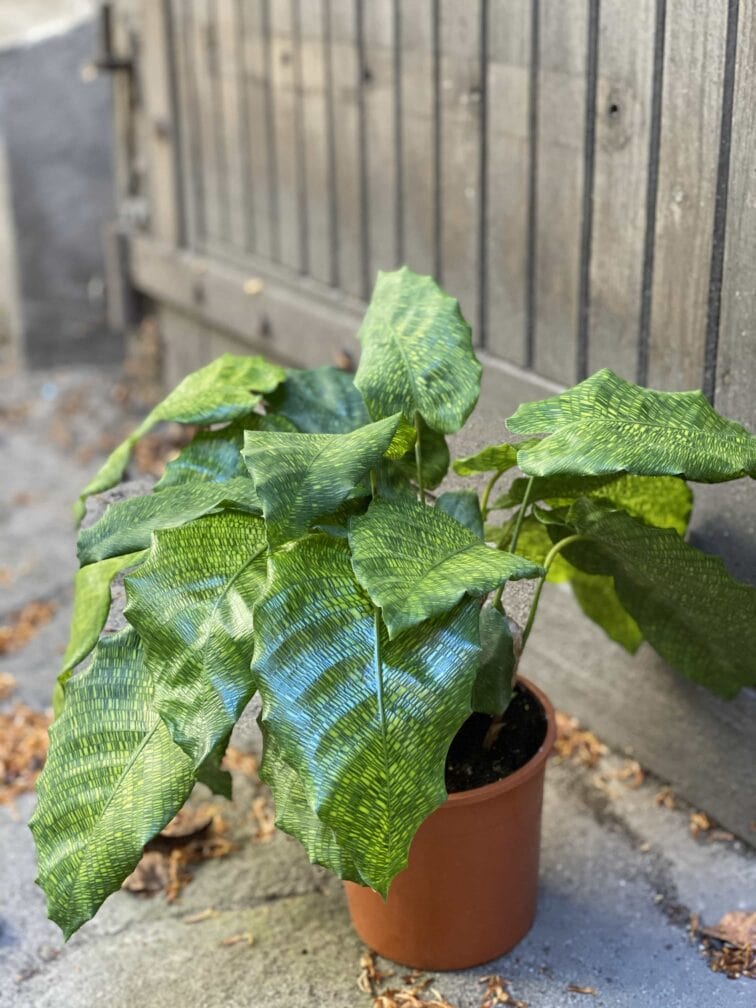 Zdjęcie Calathea Network (Mosaica) w kategorii rośliny, ujęcie 4