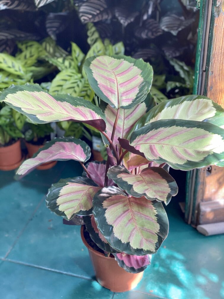 calathea-picturata-crimson_19x85-0.jpg Zdjęcie Calathea Picturata Crimson w kategorii rośliny, ujęcie 1