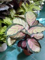 Zdjęcie Calathea Picturata Crimson w kategorii rośliny, ujęcie 2