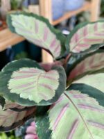 Zdjęcie Calathea Picturata Crimson w kategorii rośliny, ujęcie 3