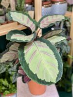 Zdjęcie Calathea Picturata Crimson w kategorii rośliny, ujęcie 4