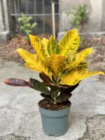 Zdjęcie Codiaeum Excellent (Kroton ) w kategorii rośliny, ujęcie 2
