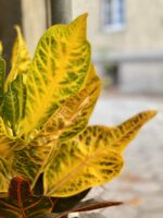 Zdjęcie Codiaeum Excellent (Kroton ) w kategorii rośliny, ujęcie 3