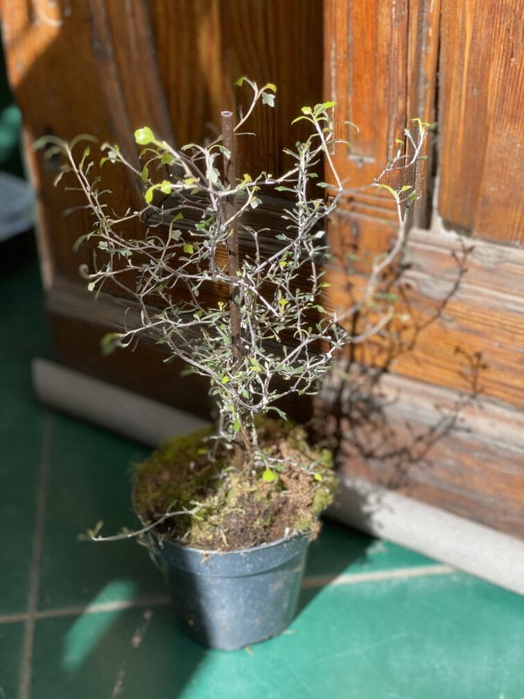 Zdjęcie Corokia Cotoneaster w kategorii rośliny, ujęcie 1