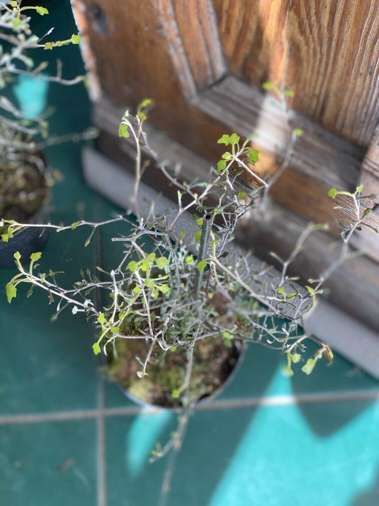 Zdjęcie Corokia Cotoneaster w kategorii rośliny, ujęcie 2