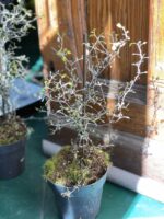 Zdjęcie Corokia Cotoneaster w kategorii rośliny, ujęcie 3