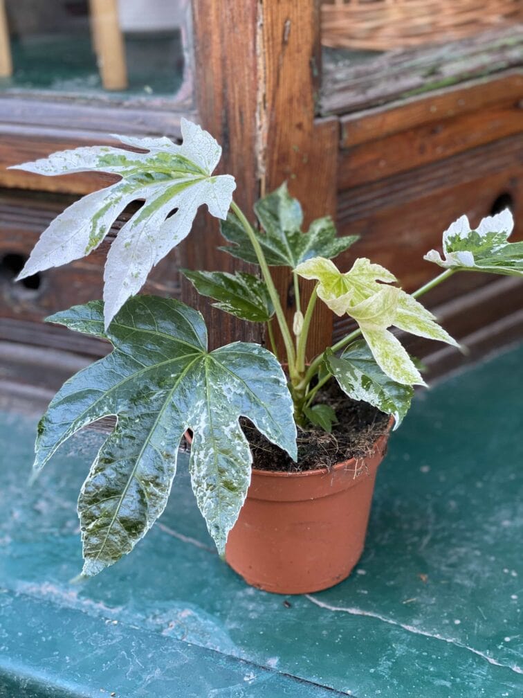 fatsia-variegata_14x32-0.jpg Zdjęcie Fatsia Variegata w kategorii rośliny, ujęcie 1