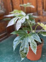 Zdjęcie Fatsia Variegata w kategorii rośliny, ujęcie 2