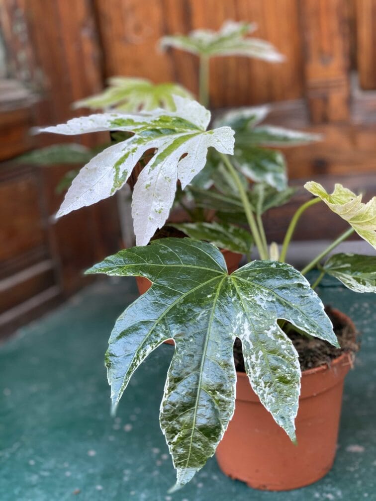 Zdjęcie Fatsia Variegata w kategorii rośliny, ujęcie 2