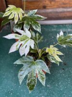 Zdjęcie Fatsia Variegata w kategorii rośliny, ujęcie 3