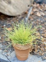 Zdjęcie Festuca Glauca Amigold w kategorii rośliny, ujęcie 1