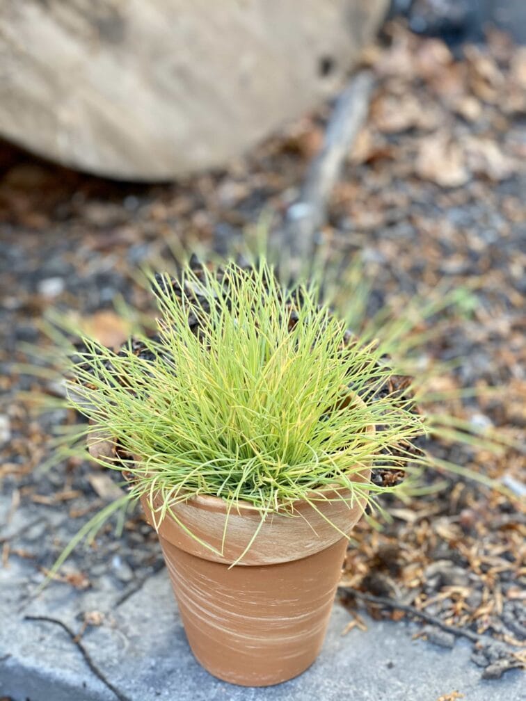 Zdjęcie Festuca Glauca Amigold w kategorii rośliny, ujęcie 1