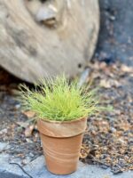 Zdjęcie Festuca Glauca Amigold w kategorii rośliny, ujęcie 2