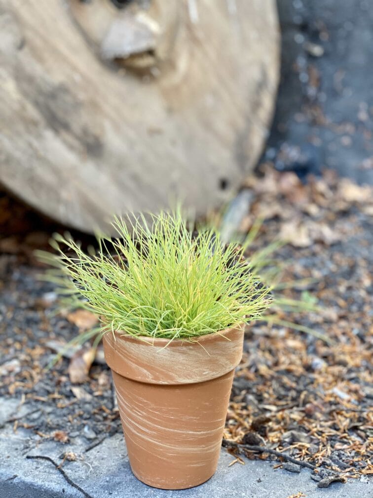 Zdjęcie Festuca Glauca Amigold w kategorii rośliny, ujęcie 2