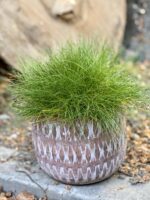 Zdjęcie Festuca Glauca Amigreen w kategorii rośliny, ujęcie 1