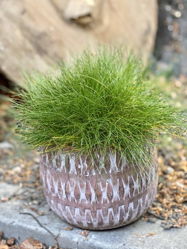 Zdjęcie Festuca Glauca Amigreen w kategorii rośliny, ujęcie 1