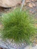Zdjęcie Festuca Glauca Amigreen w kategorii rośliny, ujęcie 2
