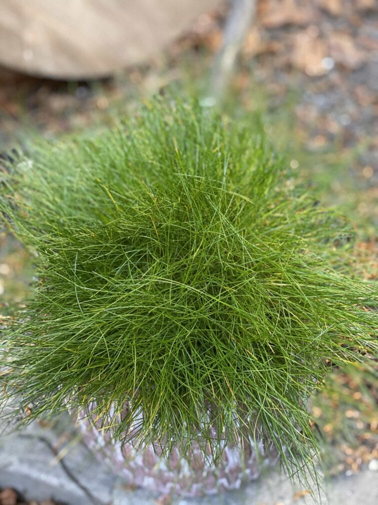 Zdjęcie Festuca Glauca Amigreen w kategorii rośliny, ujęcie 2