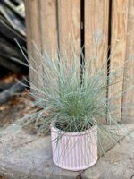 Zdjęcie Festuca Glauca Compacta w kategorii rośliny, ujęcie 1