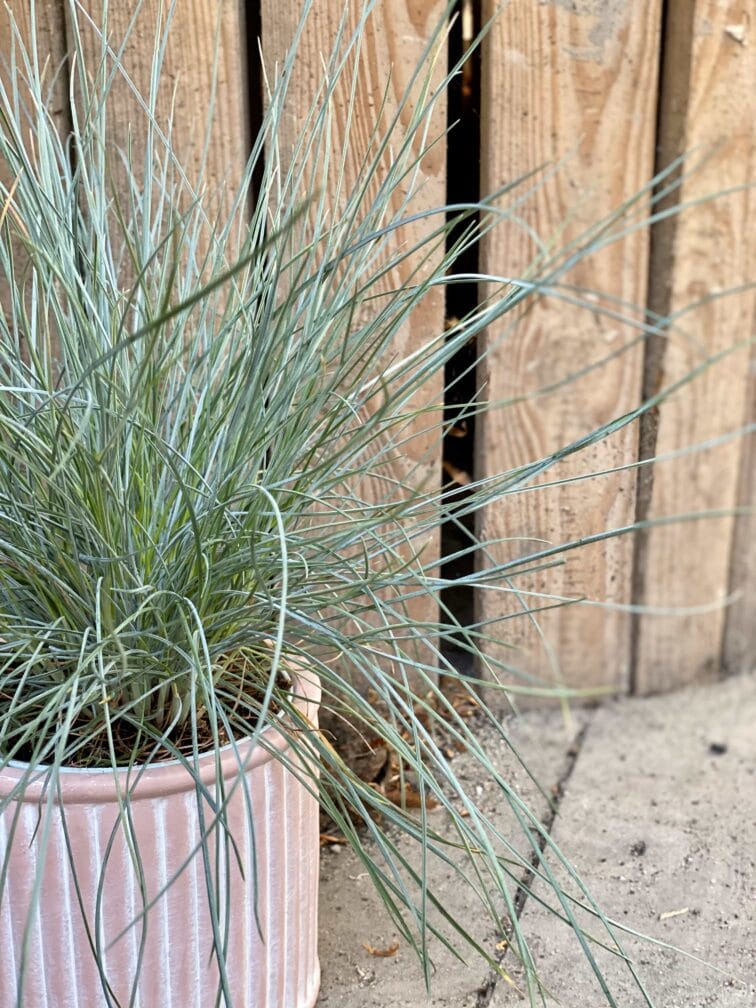 Zdjęcie Festuca Glauca Compacta w kategorii rośliny, ujęcie 2