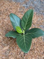 Zdjęcie Ficus Benghale (Ficus Bengalski) w kategorii rośliny, ujęcie 1