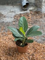 Zdjęcie Ficus Benghale (Ficus Bengalski) w kategorii rośliny, ujęcie 2