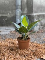 Zdjęcie Ficus Benghale (Ficus Bengalski) w kategorii rośliny, ujęcie 3