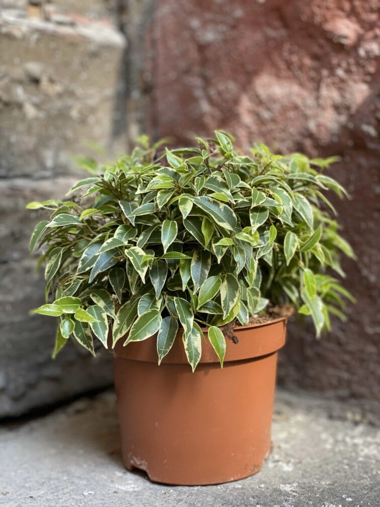 Zdjęcie Ficus Lovely w kategorii rośliny, ujęcie 1