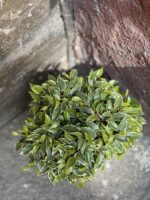 Zdjęcie Ficus Lovely w kategorii rośliny, ujęcie 2