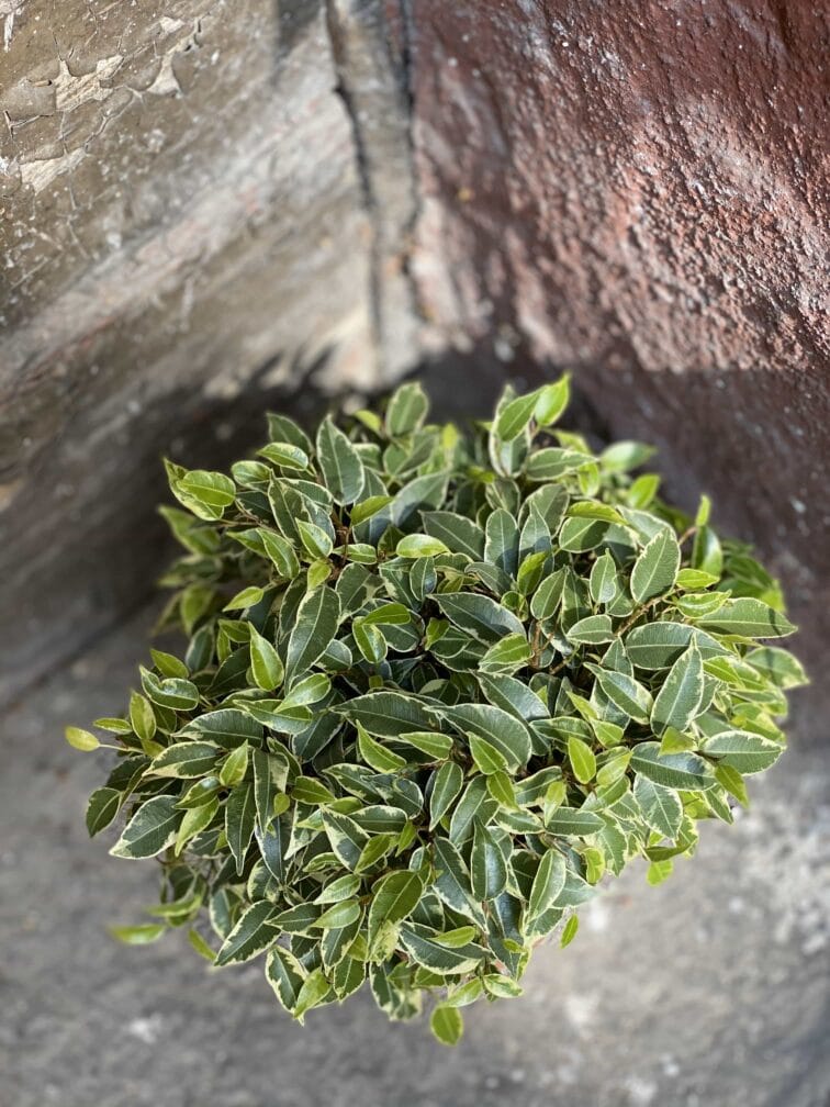 Zdjęcie Ficus Lovely w kategorii rośliny, ujęcie 2