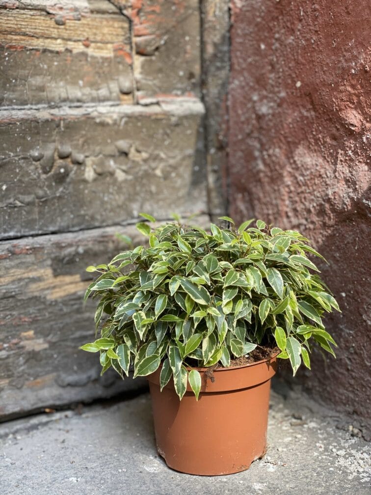 Zdjęcie Ficus Lovely w kategorii rośliny, ujęcie 3
