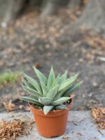 Zdjęcie Haworthia Limifolia w kategorii rośliny, ujęcie 2