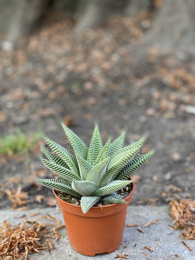 Zdjęcie Haworthia Limifolia w kategorii rośliny, ujęcie 2