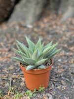 Zdjęcie Haworthia Limifolia w kategorii rośliny, ujęcie 3