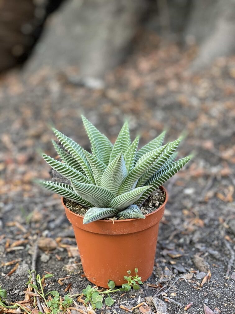 Zdjęcie Haworthia Limifolia w kategorii rośliny, ujęcie 3