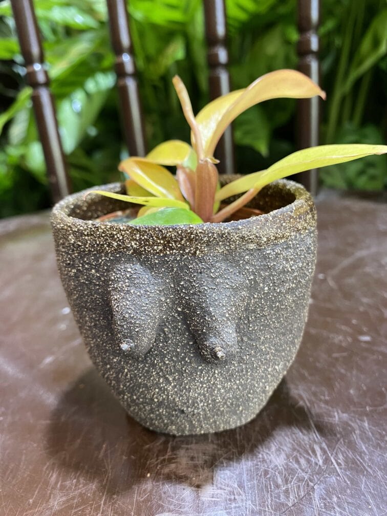 Zdjęcie Osłonka Boginki IV 7x7 cm w kategorii doniczki, ujęcie 1