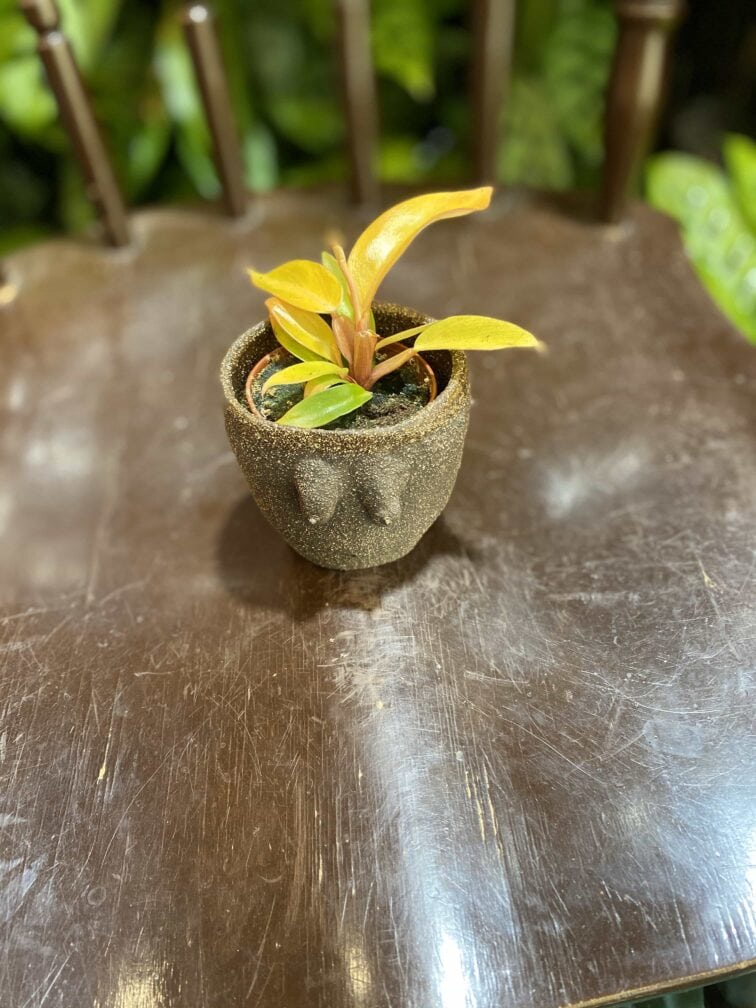 Zdjęcie Osłonka Boginki IV 7x7 cm w kategorii doniczki, ujęcie 2