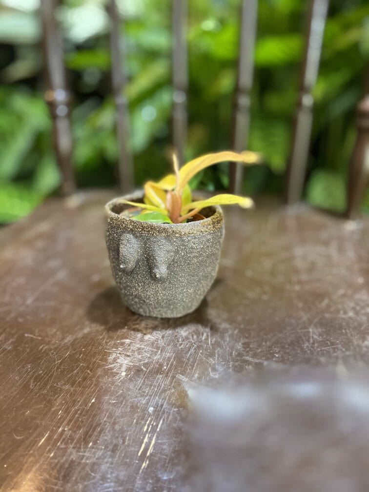 Zdjęcie Osłonka Boginki IV 7x7 cm w kategorii doniczki, ujęcie 3