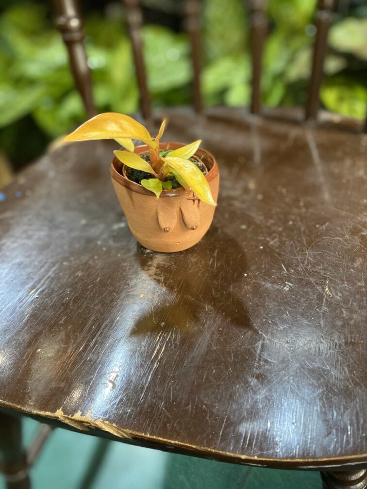 Zdjęcie Osłonka Boginki IX 6x5 cm w kategorii doniczki, ujęcie 2