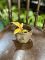 Zdjęcie Osłonka Boginki V 8x7 cm w kategorii doniczki, ujęcie 2