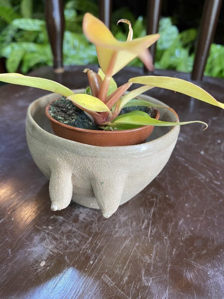 Zdjęcie Osłonka Boginki VII 7x5 cm w kategorii doniczki, ujęcie 3