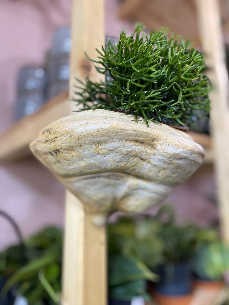 Zdjęcie Osłonka Huba Pearl 8x6 cm w kategorii doniczki, ujęcie 1