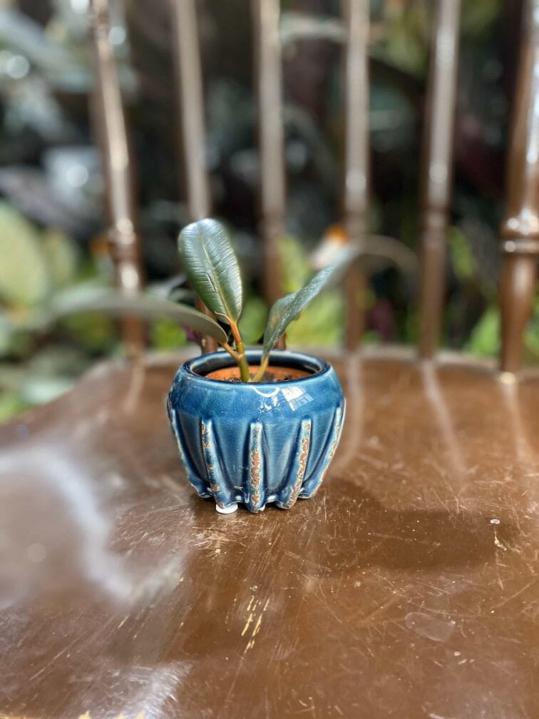 Zdjęcie Osłonka Krab Blue 6x6 cm w kategorii doniczki, ujęcie 1