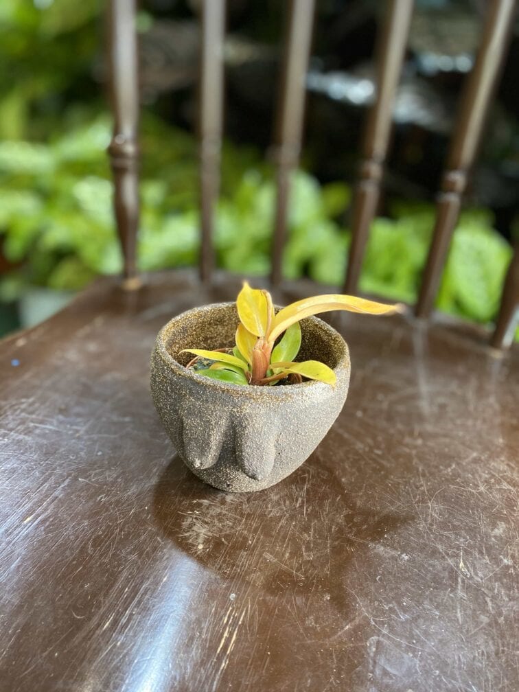 Zdjęcie Oslonka Boginki VI 8x7 cm w kategorii doniczki, ujęcie 2