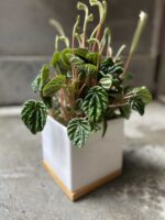Zdjęcie Peperomia Kędzierzawa w kategorii rośliny, ujęcie 1