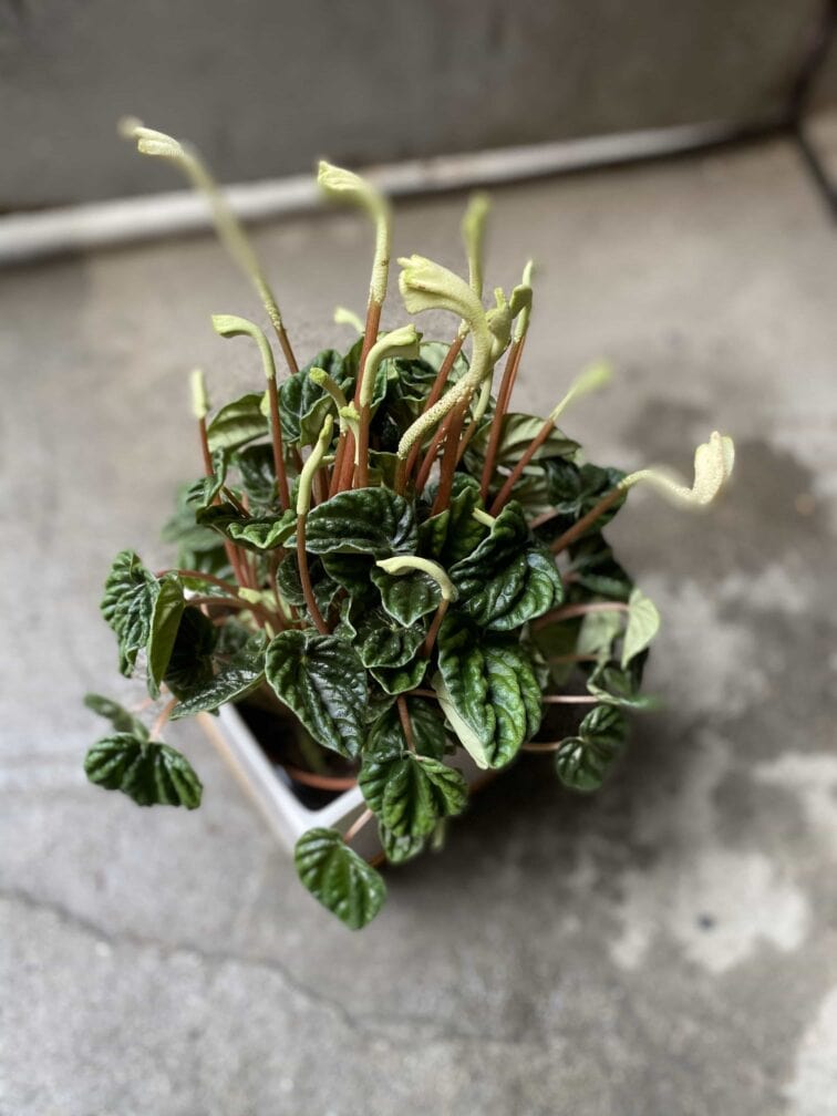Zdjęcie Peperomia Kędzierzawa w kategorii rośliny, ujęcie 2