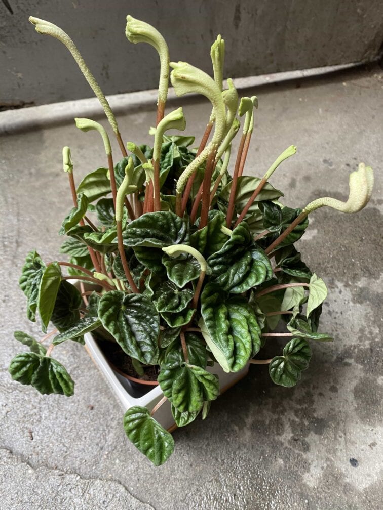 Zdjęcie Peperomia Kędzierzawa w kategorii rośliny, ujęcie 3