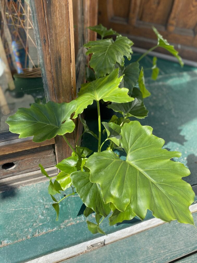 Zdjęcie Philodendron Shangri La w kategorii rośliny, ujęcie 2