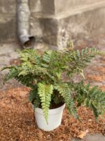 Zdjęcie Polystichum Polyblepharum (Paprotnik Wielołuskowy) w kategorii rośliny, ujęcie 1