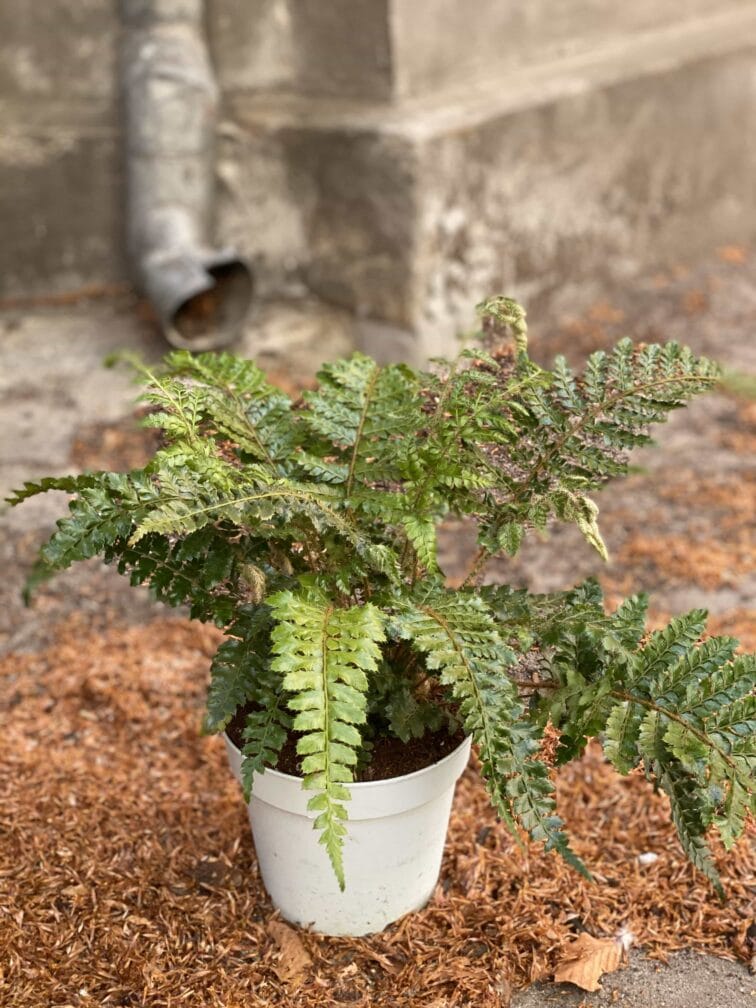 Zdjęcie Polystichum Polyblepharum (Paprotnik Wielołuskowy) w kategorii rośliny, ujęcie 1